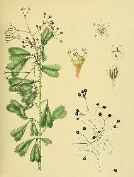 Heptapleurum emarginatum, native to Southeast Asia, Sri Lanka, digitally restored historical colour print from 1893