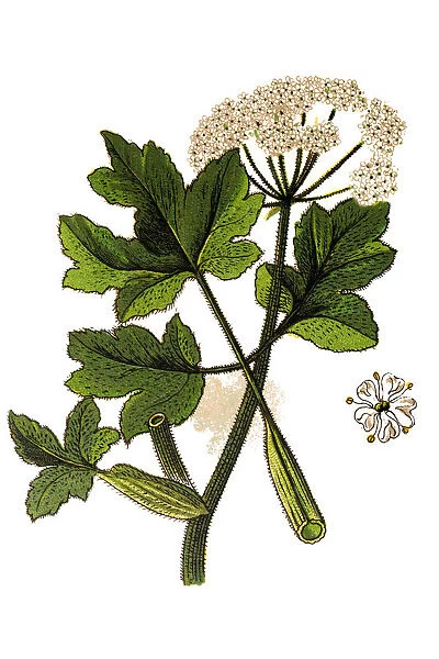 Heracleum sphondylium, commonly known as hogweed, common hogweed or cow parsnip