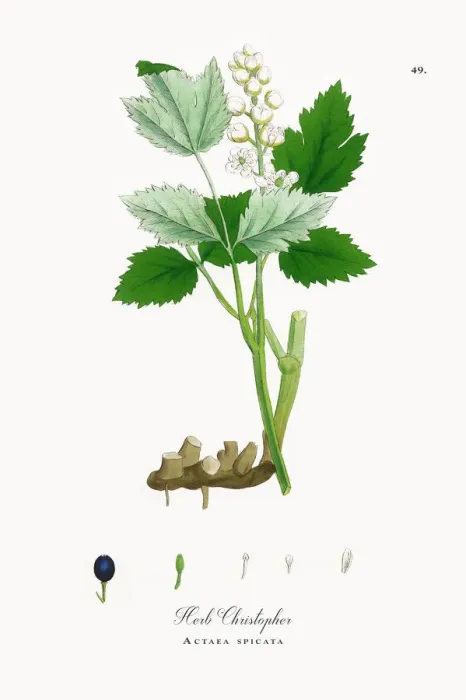 Framed Print : Herb Christopher, Actaea spicata, Victorian Botanical Illustration, 1863 Framed Print : Herb Christopher, Actaea spicata, Victorian Botanical Illustration, 1863
