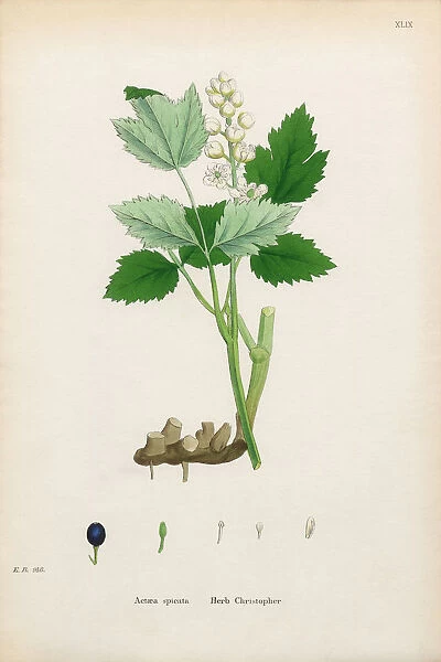 Herb Christopher, Actaea spicata, Victorian Botanical Illustration, 1863