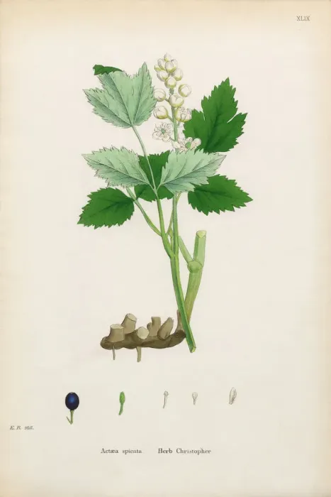 Framed Print : Herb Christopher, Actaea spicata, Victorian Botanical Illustration, 1863 Framed Print : Herb Christopher, Actaea spicata, Victorian Botanical Illustration, 1863