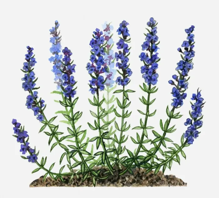 Framed Print : Herb Hyssop (Hyssopus officinalis aka Hyssopus decumbens) with purple flowers and green leaves on tall stems Framed Print : Herb Hyssop (Hyssopus officinalis aka Hyssopus decumbens) with purple flowers and green leaves on tall stems