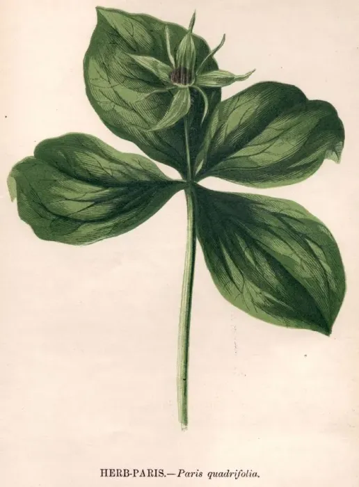 Framed Print : Herb Paris Framed Print : Herb Paris