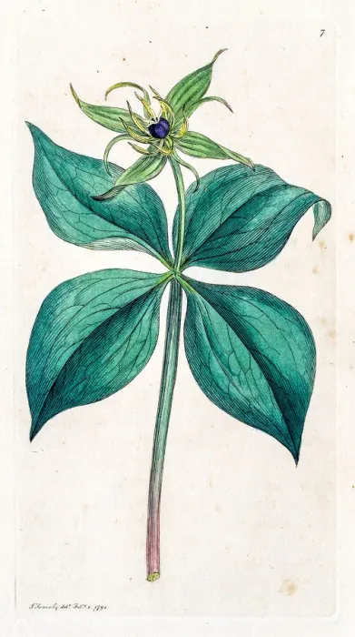 Framed Print : Herb-paris deadly poisonous plant Framed Print : Herb-paris deadly poisonous plant