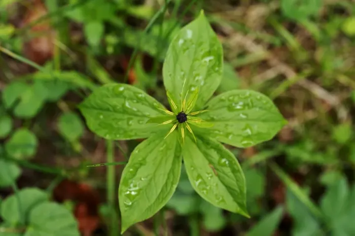 Framed Print : Herb Paris or True Lovers Knot -Paris quadrifolia-, Berchtesgadener Land District, Upper Bavaria, Bavaria, Germany Framed Print : Herb Paris or True Lovers Knot -Paris quadrifolia-, Berchtesgadener Land District, Upper Bavaria, Bavaria, Germany