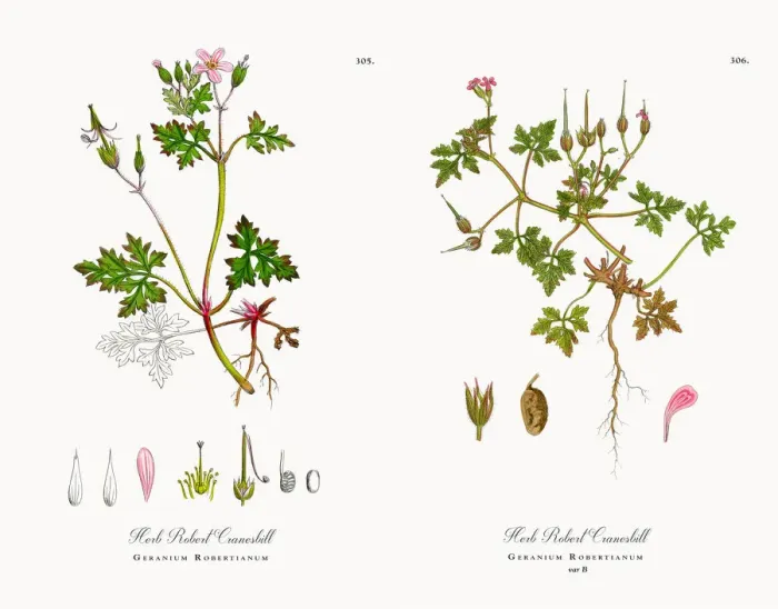 Framed Print : Herb Robert Cranesbill, Geranium Robertianum, Victorian Botanical Illustration, 1863 Framed Print : Herb Robert Cranesbill, Geranium Robertianum, Victorian Botanical Illustration, 1863