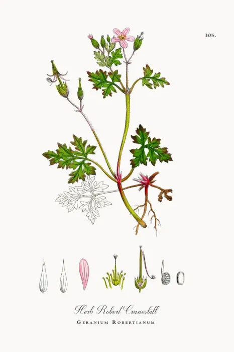 Framed Print : Herb Robert Cranesbill, Geranium Robertianum, Victorian Botanical Illustration, 1863 Framed Print : Herb Robert Cranesbill, Geranium Robertianum, Victorian Botanical Illustration, 1863