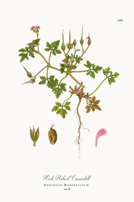 Framed Print : Herb Robert Cranesbill, Geranium Robertianum, Victorian Botanical Illustration, 1863 Framed Print : Herb Robert Cranesbill, Geranium Robertianum, Victorian Botanical Illustration, 1863