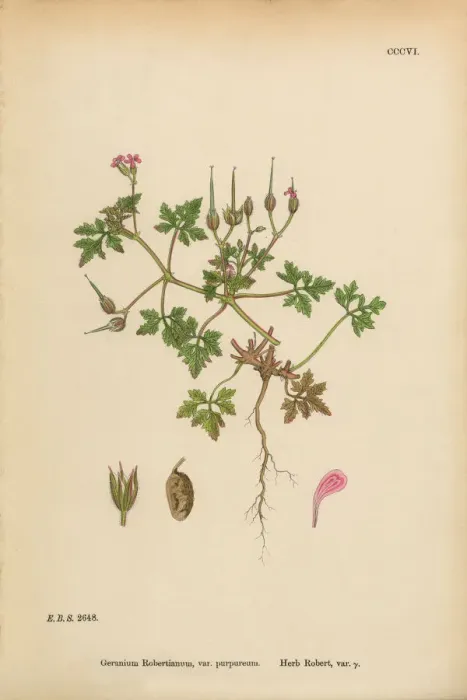 Framed Print : Herb Robert Cranesbill, Geranium Robertianum, Victorian Botanical Illustration, 1863 Framed Print : Herb Robert Cranesbill, Geranium Robertianum, Victorian Botanical Illustration, 1863