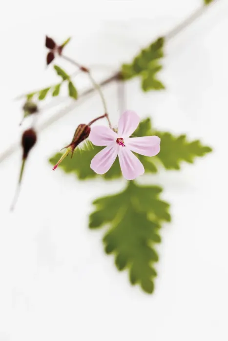 Framed Print : Herb Robert or Red Robin (Geranium robertianum) Framed Print : Herb Robert or Red Robin (Geranium robertianum)