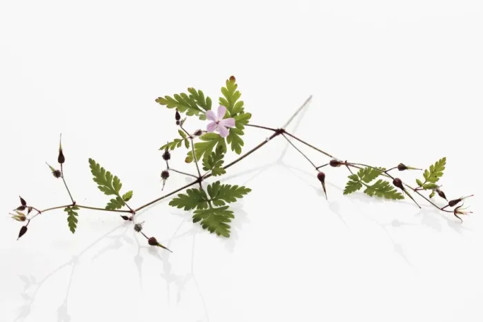 Framed Print : Herb Robert or Red Robin (Geranium robertianum) Framed Print : Herb Robert or Red Robin (Geranium robertianum)
