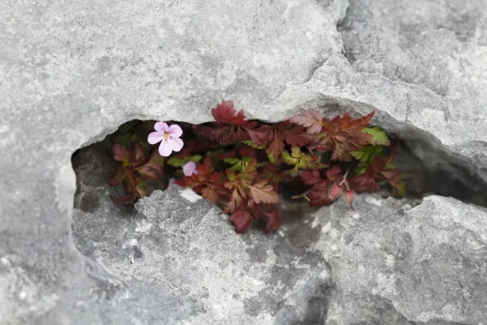 Framed Print : Herb Robert or Red Robin (Geranium robertianum) in a rock crevice, Burren, County Clare, Ireland, Europe