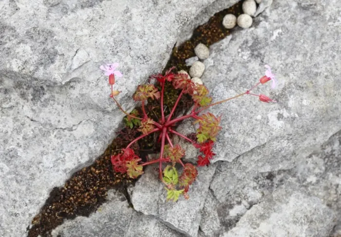 Framed Print : Herb Robert, Red Robin (Geranium robertianum) in rock crevice, Burren, County Clare, Ireland, Europe Framed Print : Herb Robert, Red Robin (Geranium robertianum) in rock crevice, Burren, County Clare, Ireland, Europe