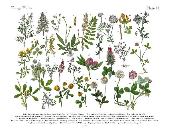 Herbs anb Spice, Victorian Botanical Illustration