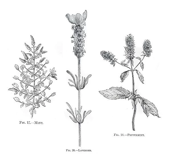 Herbs mint lavender engraving 1898
