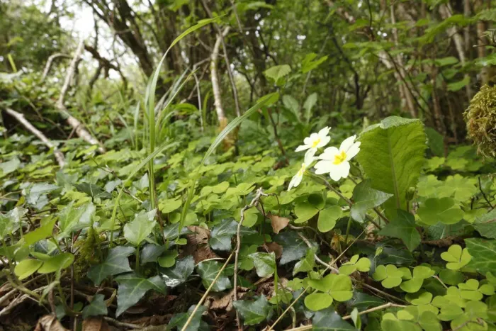 Framed Print : Herbs with primrose on the forest floor, Burren National Park, County Clare, Ireland, Europe Framed Print : Herbs with primrose on the forest floor, Burren National Park, County Clare, Ireland, Europe