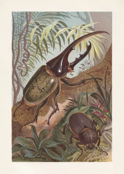 Framed Print : Hercules beetle (Dynastes hercules), chromolithograph, published in 1884 Framed Print : Hercules beetle (Dynastes hercules), chromolithograph, published in 1884