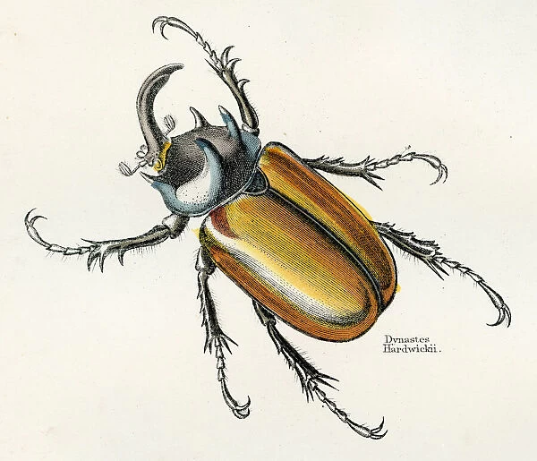 Hercules beetle engraving 1893