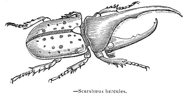 Hercules beetle engraving 1893