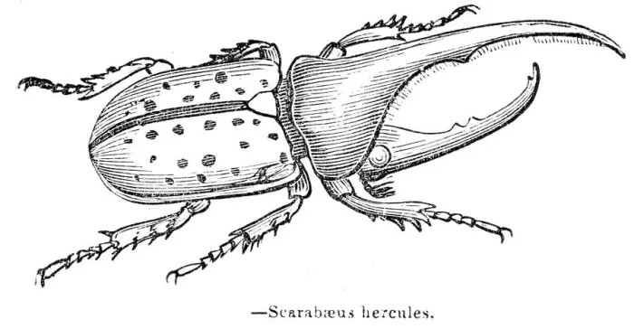 Framed Print : Hercules beetle engraving 1893 Framed Print : Hercules beetle engraving 1893