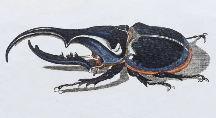 Framed Print : Hercules beetle (Scarabaeus hercules), hand-colored copper engraving from childrens Framed Print : Hercules beetle (Scarabaeus hercules), hand-colored copper engraving from childrens