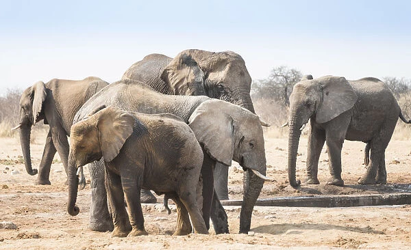 Herd of African Bush Elephants -Loxodonta africana-, Tsumcor Waterhole, Etosha National Park, Namibia