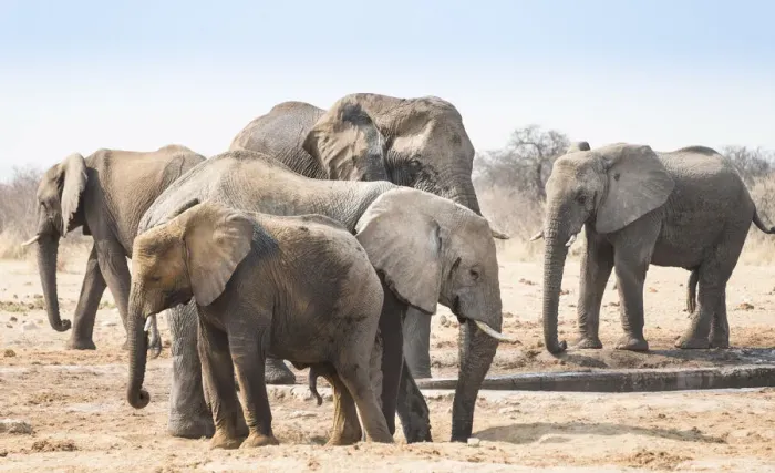 Framed Print : Herd of African Bush Elephants -Loxodonta africana-, Tsumcor Waterhole, Etosha National Park, Namibia
