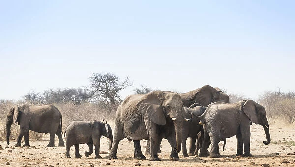 Herd of African Bush Elephants -Loxodonta africana-, Tsumcor Waterhole, Etosha National Park, Namibia