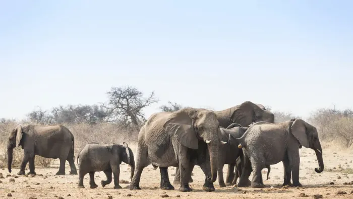 Framed Print : Herd of African Bush Elephants -Loxodonta africana-, Tsumcor Waterhole, Etosha National Park, Namibia Framed Print : Herd of African Bush Elephants -Loxodonta africana-, Tsumcor Waterhole, Etosha National Park, Namibia