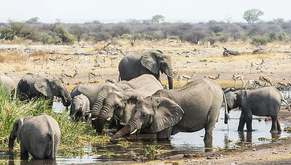 Herd of African Bush Elephants -Loxodonta africana- drinking at Koinachas Waterhole, Etosha National Park, Namibia