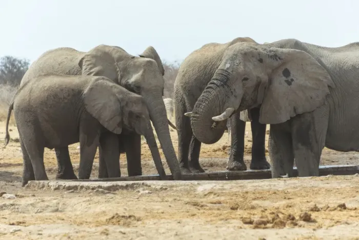 Framed Print : Herd of African Bush Elephants -Loxodonta africana-, drinking, Tsumcor Waterhole, Etosha National Park, Namibia Framed Print : Herd of African Bush Elephants -Loxodonta africana-, drinking, Tsumcor Waterhole, Etosha National Park, Namibia
