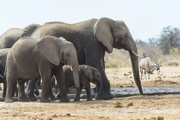 Herd of African Bush Elephants -Loxodonta africana-, drinking, Tsumcor Waterhole, Etosha National Park, Namibia
