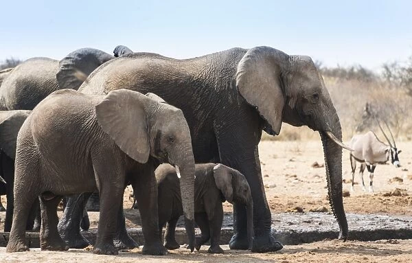 Herd of African Bush Elephants -Loxodonta africana- drinking at Tsumcor Waterhole, Etosha National Park, Namibia