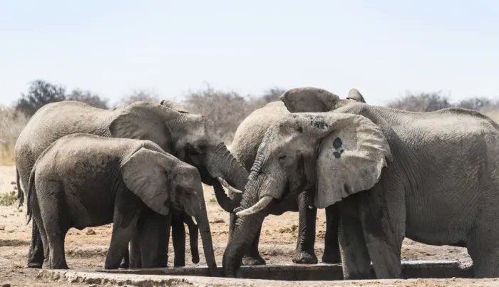 Framed Print : Herd of African Bush Elephants -Loxodonta africana- drinking at Tsumcor Waterhole, Etosha National Park, Namibia Framed Print : Herd of African Bush Elephants -Loxodonta africana- drinking at Tsumcor Waterhole, Etosha National Park, Namibia