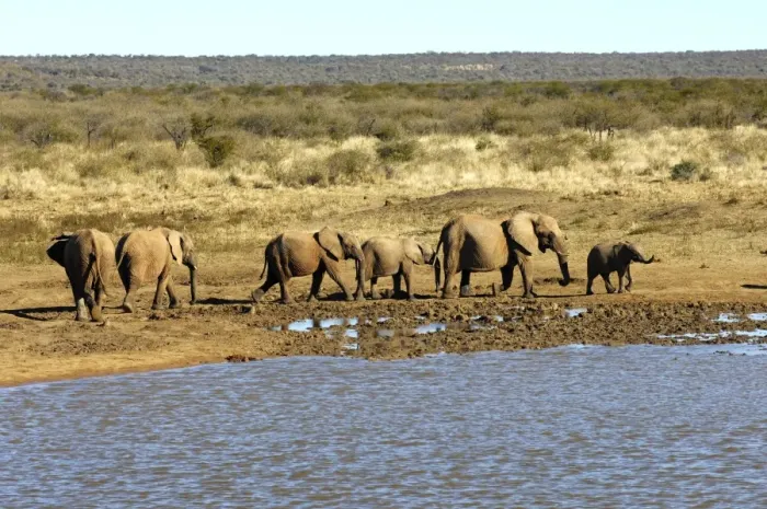 Framed Print : Herd of African Bush Elephants (Loxodonta africana) drinking at a waterhole, Madikwe Game Reserve, South Africa, Africa Framed Print : Herd of African Bush Elephants (Loxodonta africana) drinking at a waterhole, Madikwe Game Reserve, South Africa, Africa