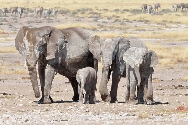 Herd of African Elephants -Loxodonta africana-, female and young, covered with dried mud, near Newbroni waterhole, Etosha National Park, Namibia
