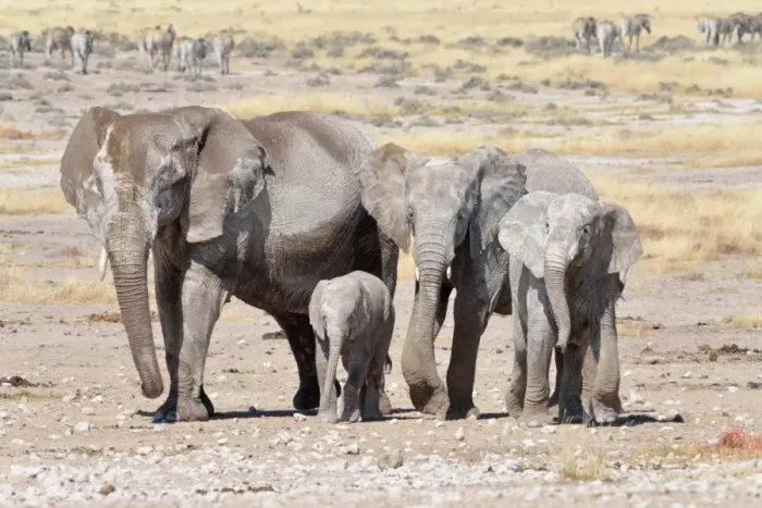 Framed Print : Herd of African Elephants -Loxodonta africana-, female and young, covered with dried mud, near Newbroni waterhole, Etosha National Park, Namibia Framed Print : Herd of African Elephants -Loxodonta africana-, female and young, covered with dried mud, near Newbroni waterhole, Etosha National Park, Namibia