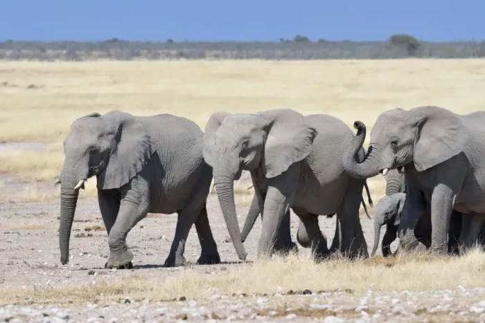 Framed Print : Herd of African Elephants -Loxodonta africana-, Etosha National Park, Namibia