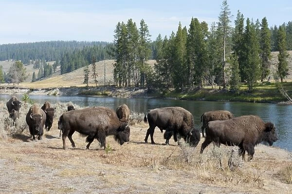 Herd of American Bison -Bison bison- at Yellowstone River, Yellowstone National Park, Wyoming, USA, United States of America, North America