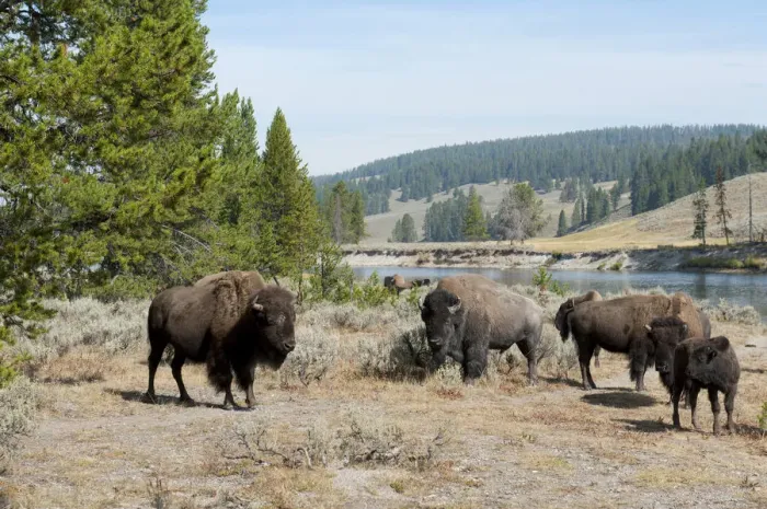 Framed Print : Herd of American Bison -Bison bison- beside Yellowstone River, Yellowstone National Park, Wyoming, USA Framed Print : Herd of American Bison -Bison bison- beside Yellowstone River, Yellowstone National Park, Wyoming, USA