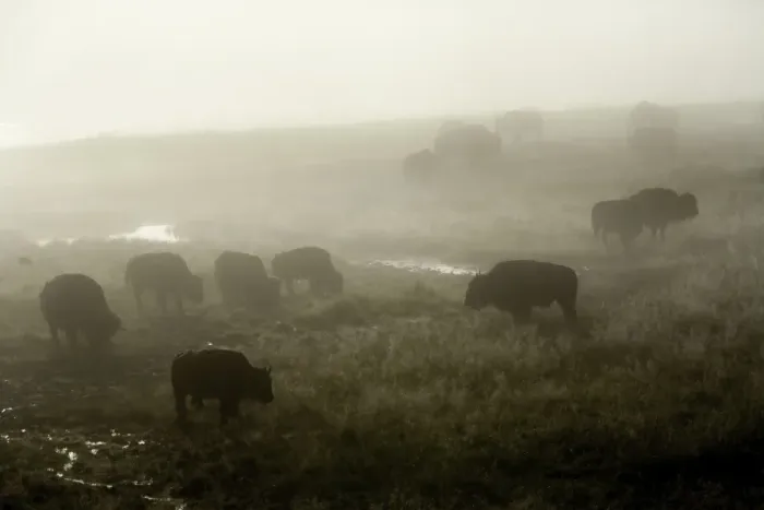 Framed Print : Herd of American Bison on a foggy morning Framed Print : Herd of American Bison on a foggy morning