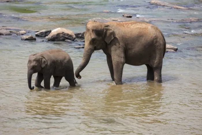 Framed Print : Herd of Asian elephants -Elephas maximus- from the Pinnawela Elephants Orphanage bathe in the Maha Oya river, Pinnawela, Sri Lanka Framed Print : Herd of Asian elephants -Elephas maximus- from the Pinnawela Elephants Orphanage bathe in the Maha Oya river, Pinnawela, Sri Lanka