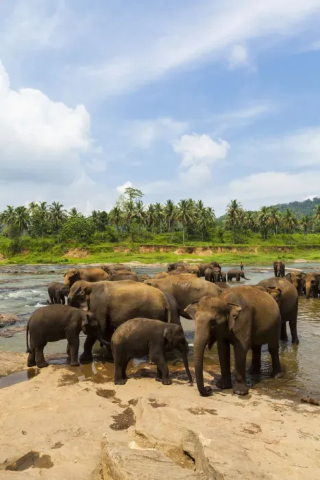 Framed Print : Herd of Asian elephants -Elephas maximus- from the Pinnawela Elephants Orphanage bathe in the Maha Oya river, Pinnawela, Sri Lanka Framed Print : Herd of Asian elephants -Elephas maximus- from the Pinnawela Elephants Orphanage bathe in the Maha Oya river, Pinnawela, Sri Lanka