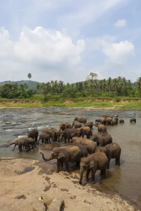 Framed Print : Herd of Asian elephants -Elephas maximus- from the Pinnawela Elephants Orphanage bathe in the Maha Oya river, Pinnawela, Sri Lanka Framed Print : Herd of Asian elephants -Elephas maximus- from the Pinnawela Elephants Orphanage bathe in the Maha Oya river, Pinnawela, Sri Lanka