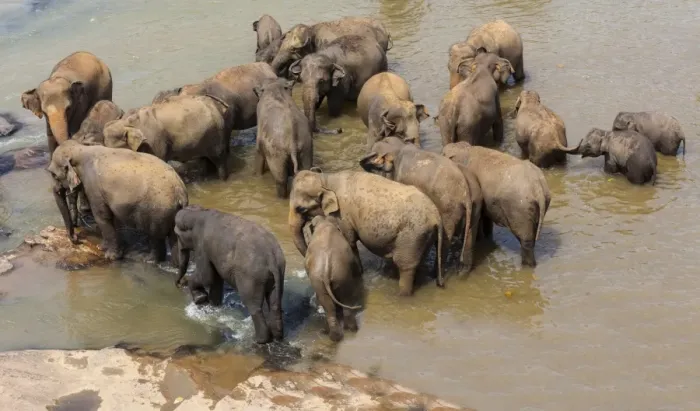 Framed Print : Herd of Asian elephants -Elephas maximus- from the Pinnawela Elephants Orphanage bathe in the Maha Oya river, Pinnawela, Sri Lanka Framed Print : Herd of Asian elephants -Elephas maximus- from the Pinnawela Elephants Orphanage bathe in the Maha Oya river, Pinnawela, Sri Lanka