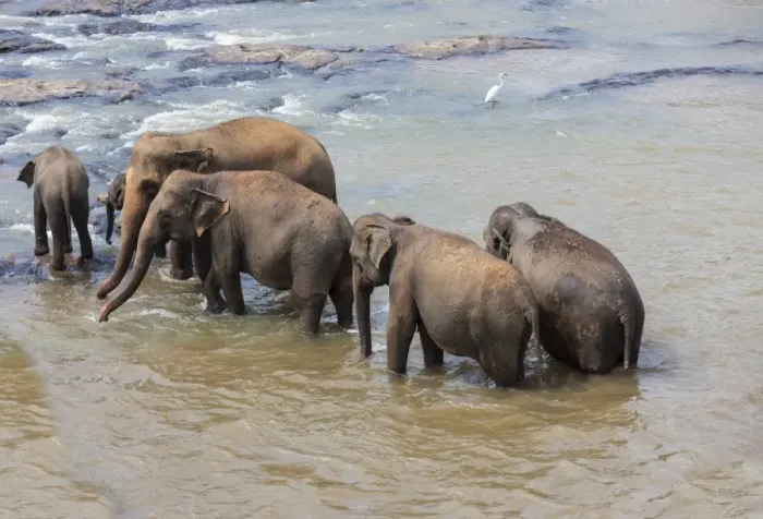 Framed Print : Herd of Asian elephants -Elephas maximus- from the Pinnawela Elephants Orphanage bathe in the Maha Oya river, Pinnawela, Sri Lanka