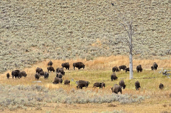 Herd of bison, American Bison -Bison bison-, Lamar Valley, Yellowstone National Park, Wyoming, USA