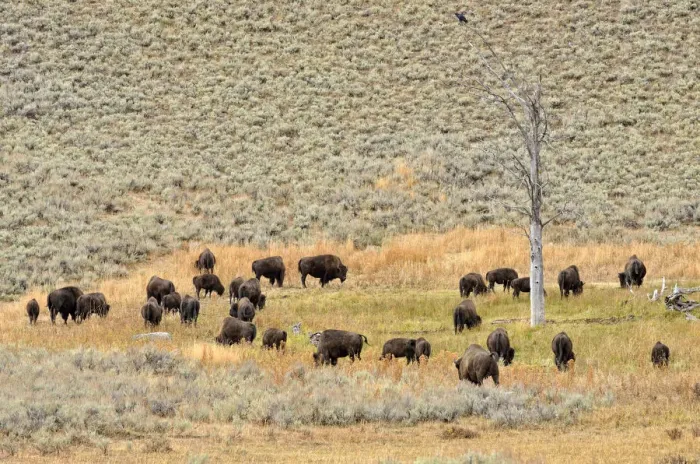Framed Print : Herd of bison, American Bison -Bison bison-, Lamar Valley, Yellowstone National Park, Wyoming, USA Framed Print : Herd of bison, American Bison -Bison bison-, Lamar Valley, Yellowstone National Park, Wyoming, USA