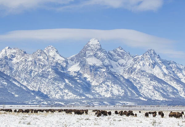 Herd of bison (Bison bison) grazing in winter on Antelope Flats, Grand Teton National Park, Teton county, Wyoming, USA