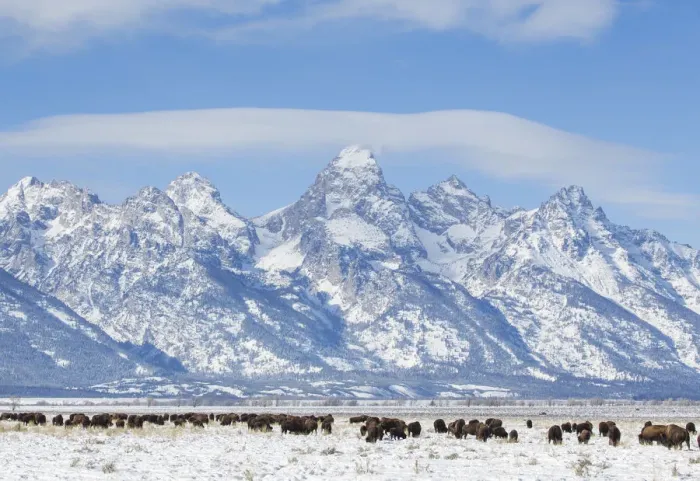 Framed Print : Herd of bison (Bison bison) grazing in winter on Antelope Flats, Grand Teton National Park, Teton county, Wyoming, USA